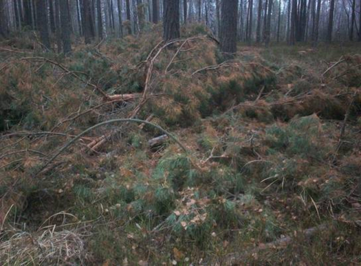 В Чернобыльской зоне отчуждения обнаружили 255 спиленных деревьев