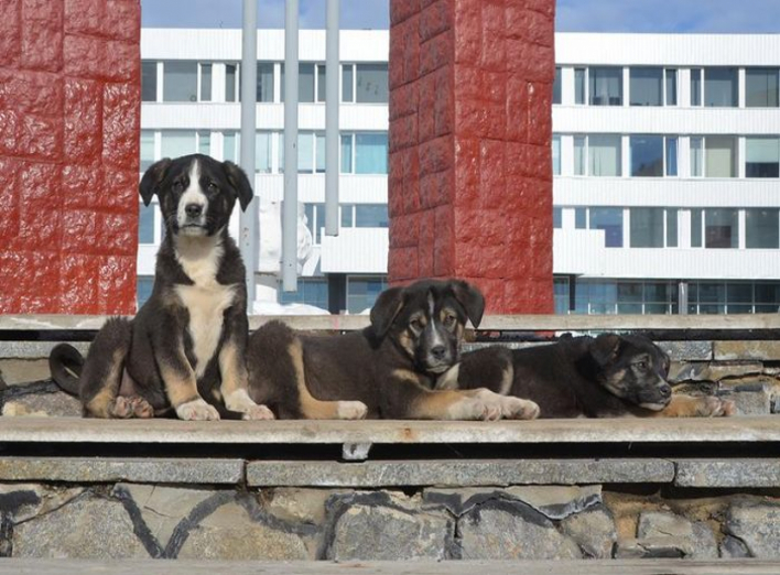 Проект стерилізації безпритульних собак у зоні відчуження вступає у практичну стадію