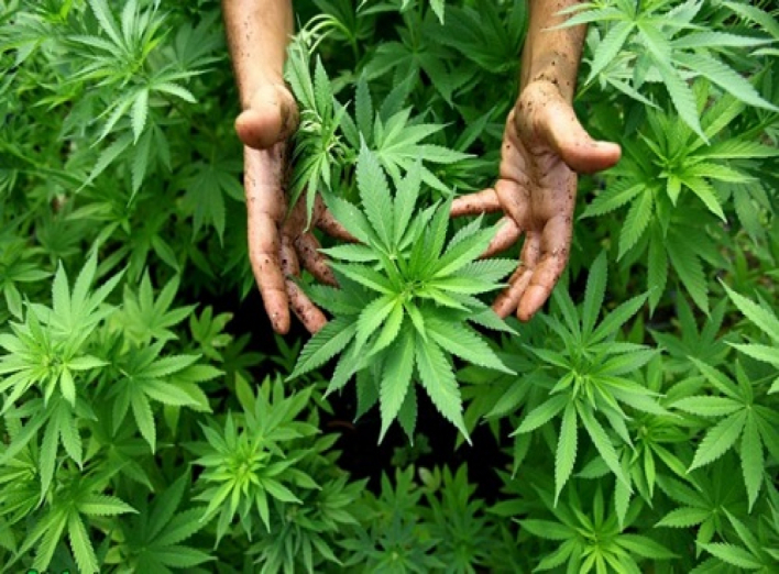 В Грузии употребление марихуаны теперь стало легальным