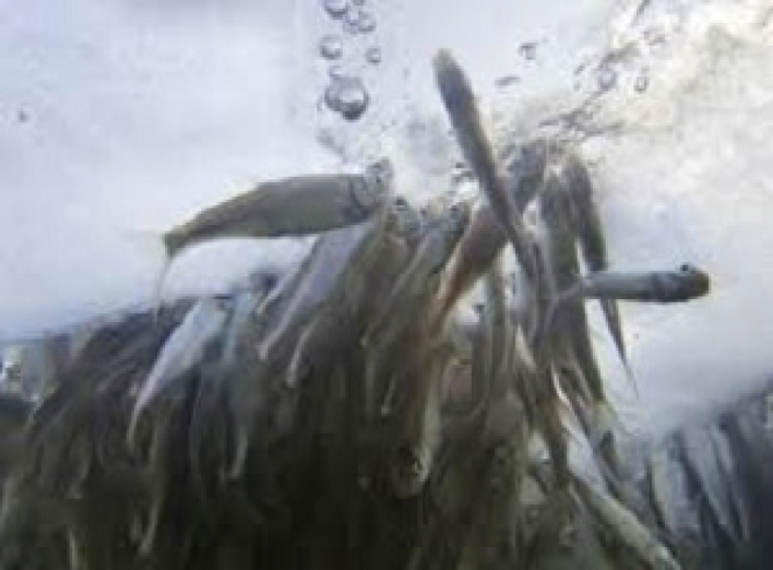 Уже введен запрет на вылов рыбы в зимовальных ямах