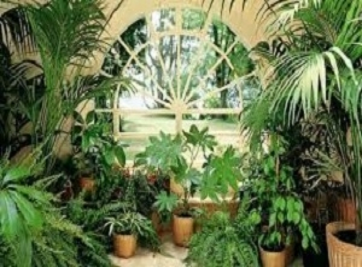 Подборка ароматных комнатных растений