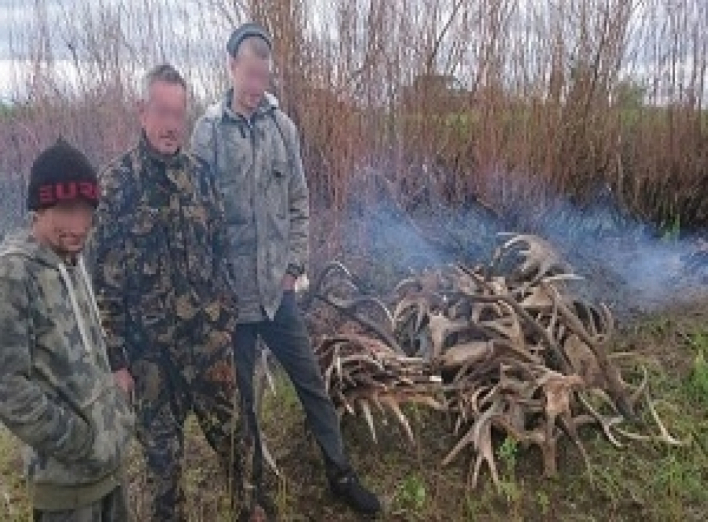 В зоне ЧАЭС задержали троих мужчин с 60 кг лосиных рогов