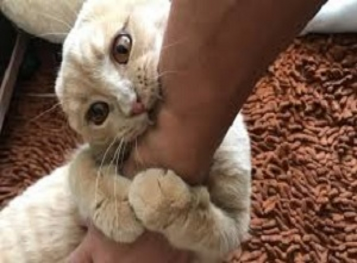 Как выражается любовь кошачьих