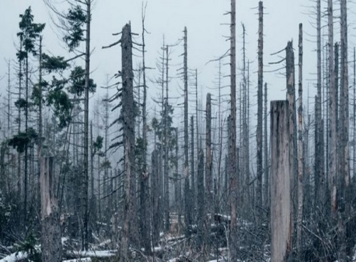 Мертвые деревья влияют на цикл планеты Земля