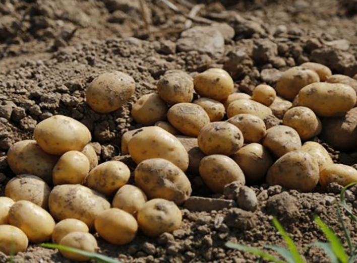 Експерти розповіли, якою буде ціна на картоплю 