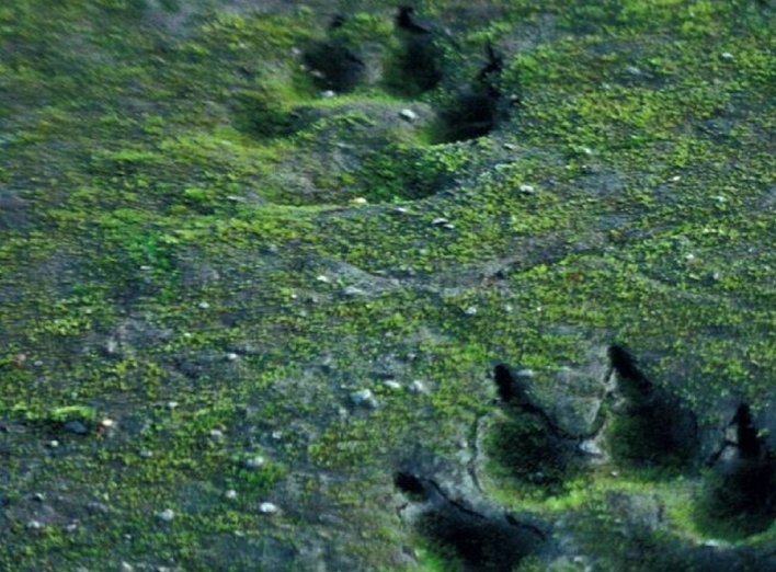 У Чорнобильській зоні мешкають хижаки, у яких статус визначається за положенням хвоста (фото)