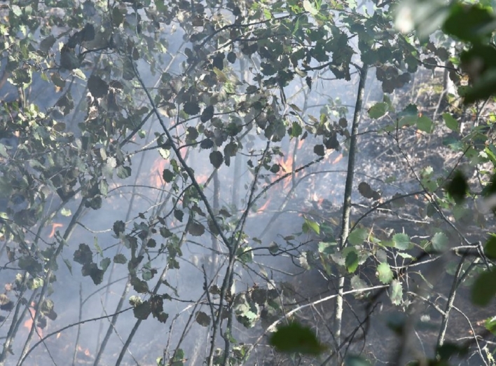 Лісова пожежа поблизу Добринінського кварталу (фоторепортаж)