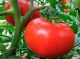 Просте підживлення помідорів: як позбутися фітофтори легко та швидко