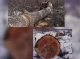 Накладено штраф майже на 430 тисяч гривень за незаконну порубку дерев у Чернігівській області!