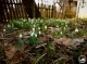Весна в Чорнобильському заповіднику
