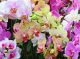 Орхідеї будуть квітнути завжди: прості рецепти для стимулювання цвітіння